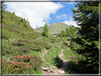 foto Malga Val Cion